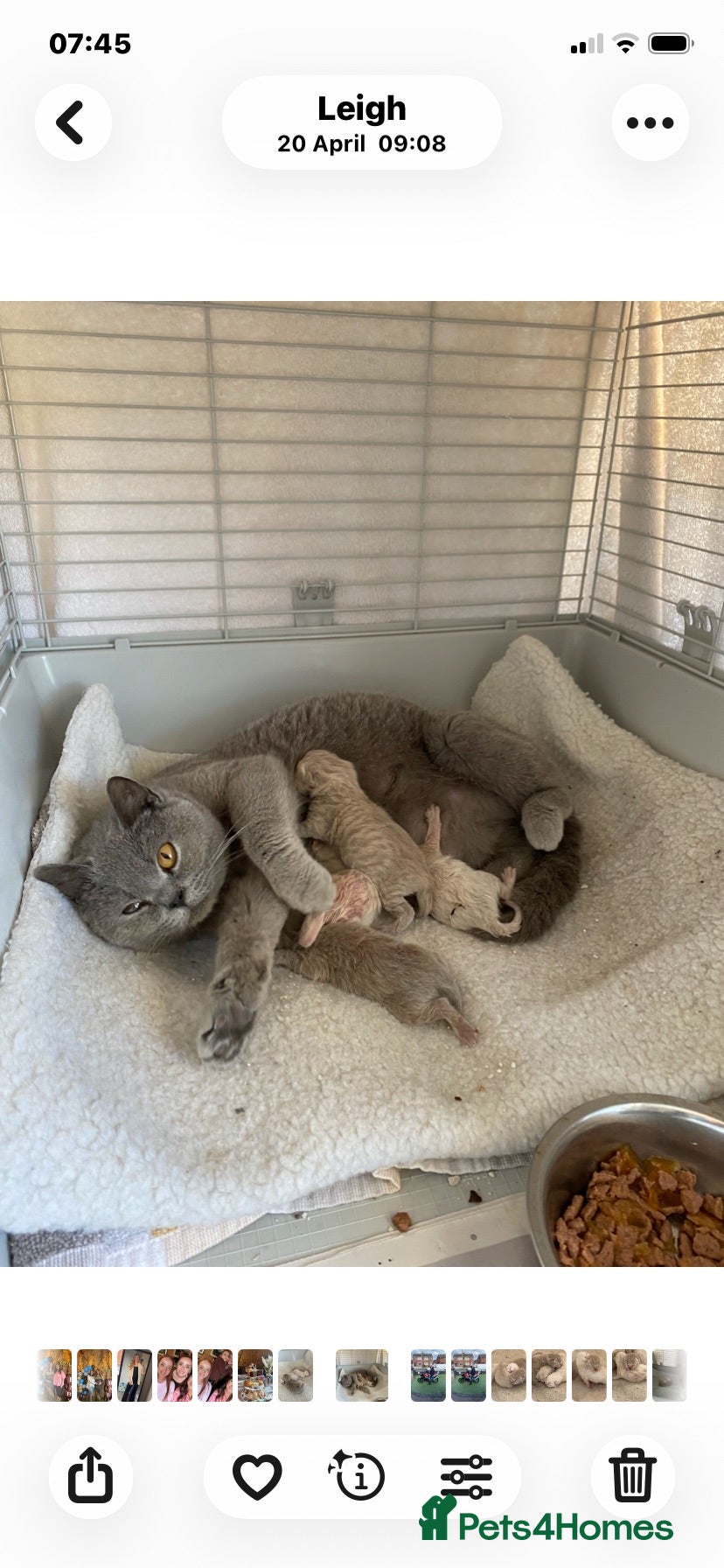British Longhair cats Pure bred British Shorthair kittens - Advert 1