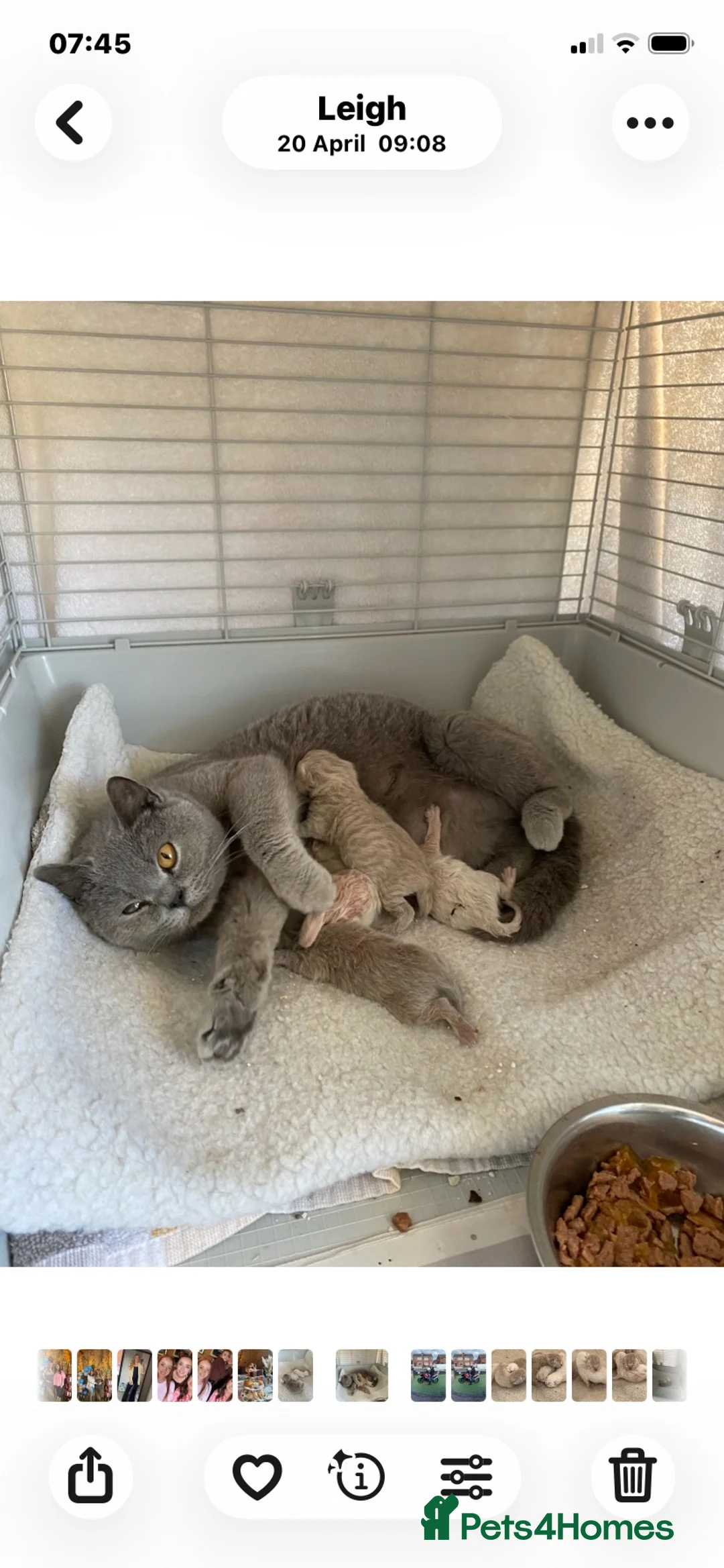 British Longhair cats for sale: Pure bred British Shorthair kittens - Advert 1