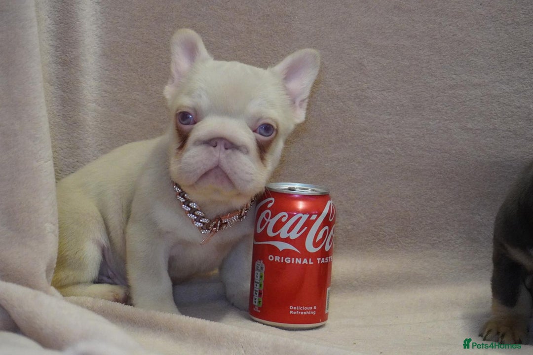 French Bulldog dogs for sale: French bulldog 2 males.One full pink,one blue tan - Advert 15