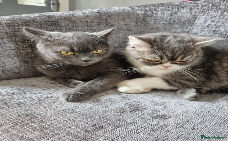 British Shorthair cats - Advert 1