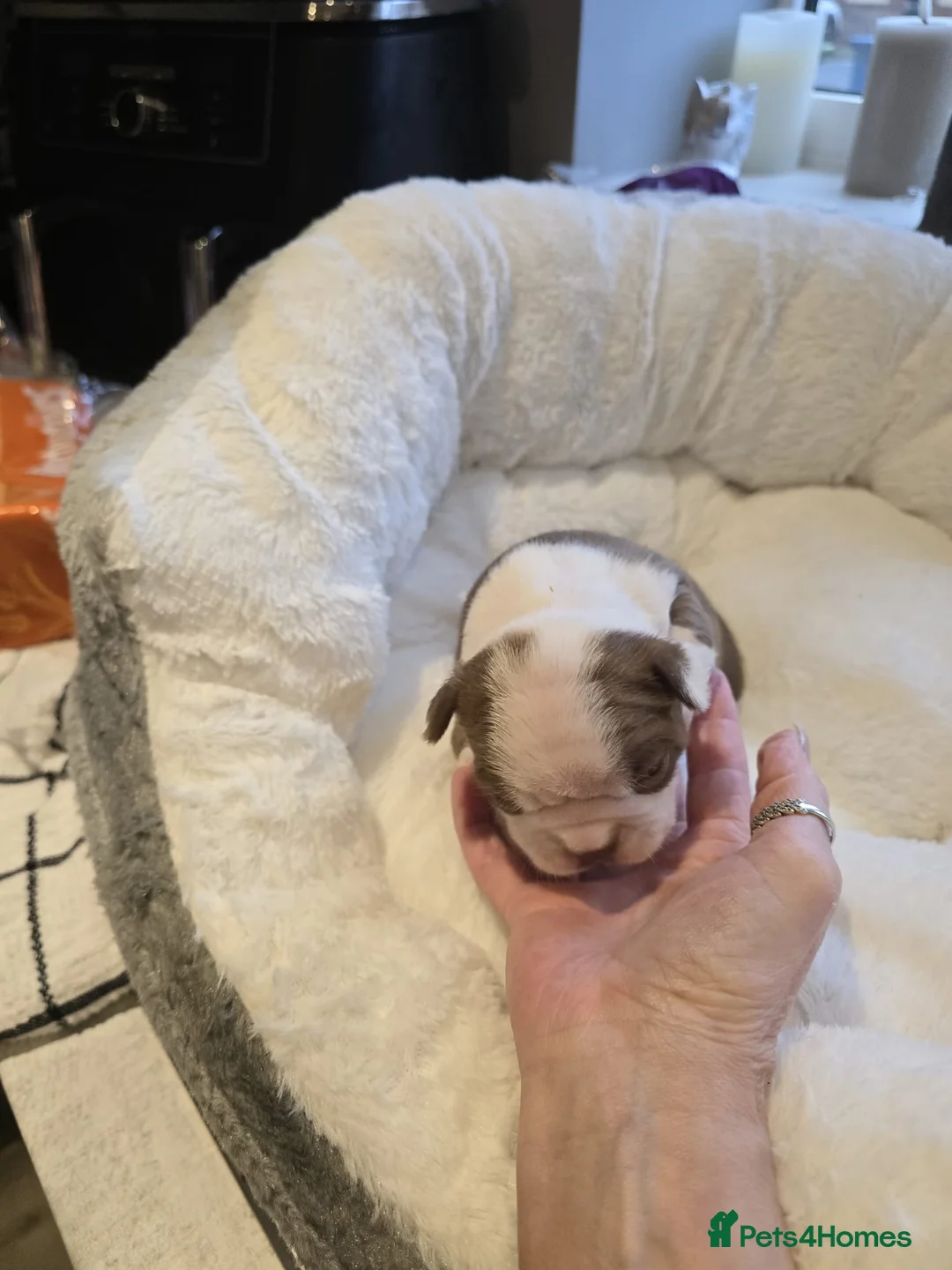 Boston Terrier dogs for sale: BEAUTIFUL BOSTON TERRIER PUPS  - Advert 16