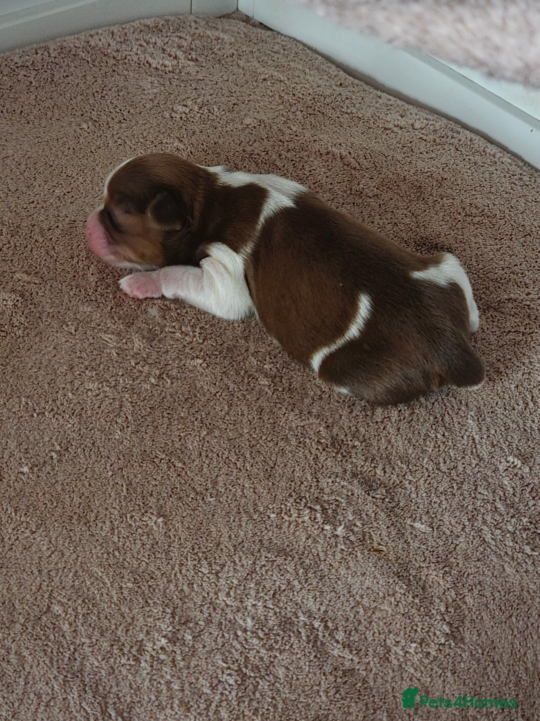 Shih Tzu dogs for sale: Imperial shih tzu stunning - Advert 12