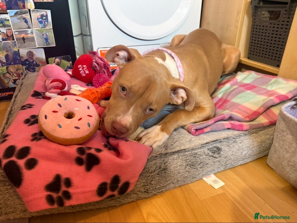 Mixed Breed dogs american staffy  - Advert 12