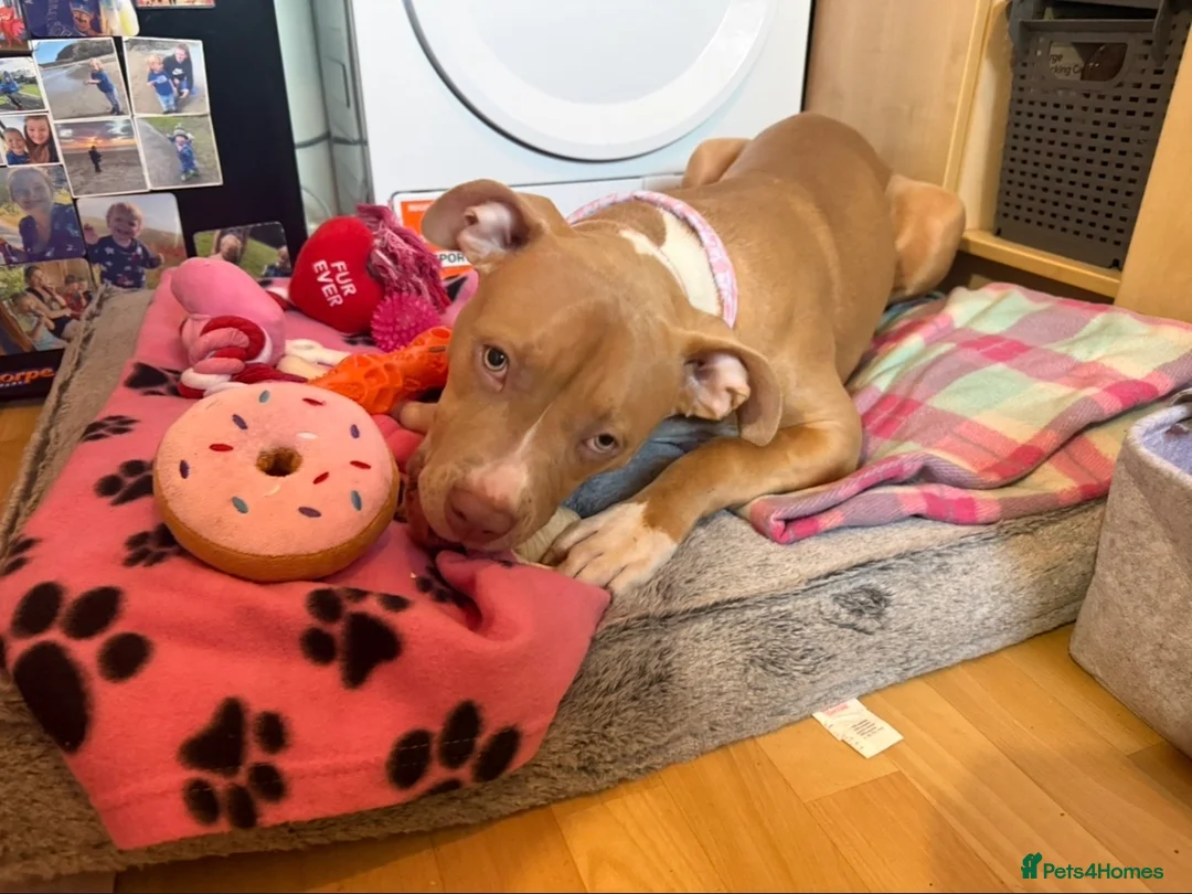 Mixed Breed dogs for sale: american staffy  in Saint Austell - Advert 1