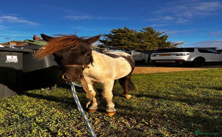 Shetland pony horses - Advert 1