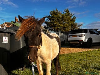 Shetland pony horses - Advert 2