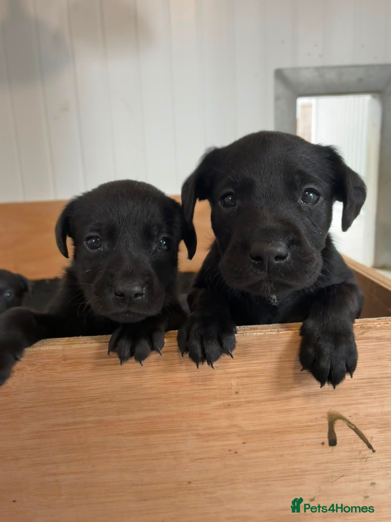 Labrador Retriever dogs Stunning labrador puppies - Advert 2
