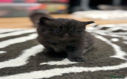 Perdoll cats for sale: Rare Perdolls  - Image 4