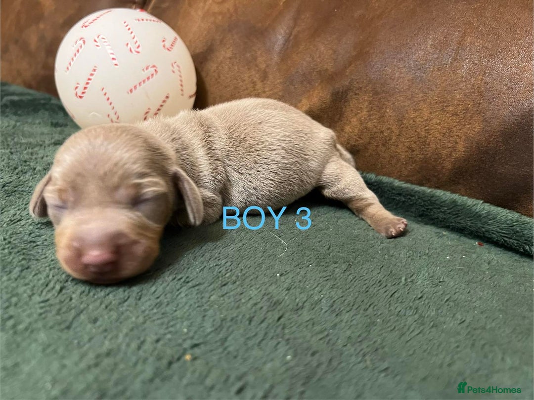 Miniature Dachshund dogs for sale: Beautiful Mini Dachshund puppies  - Advert 1