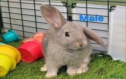 Mini Lop rabbits for sale: Beautiful Mini Lops - READY TO LEAVE - Image 15