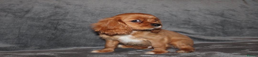 Cavalier King Charles Spaniel Puppy 1