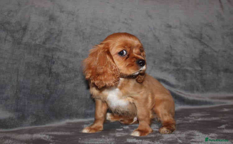 Cavalier King Charles Spaniel dogs - Advert 1