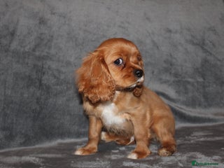 Cavalier King Charles Spaniel dogs - Advert 5