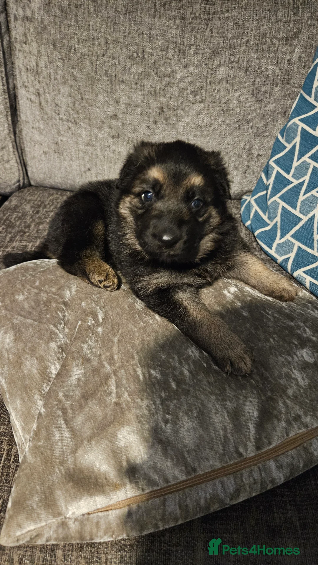 German Shepherd dogs for sale: German shepherd pups - Advert 3