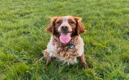 Brittany Spaniel dogs for sale: Brittany puppies for sale  - Image 23