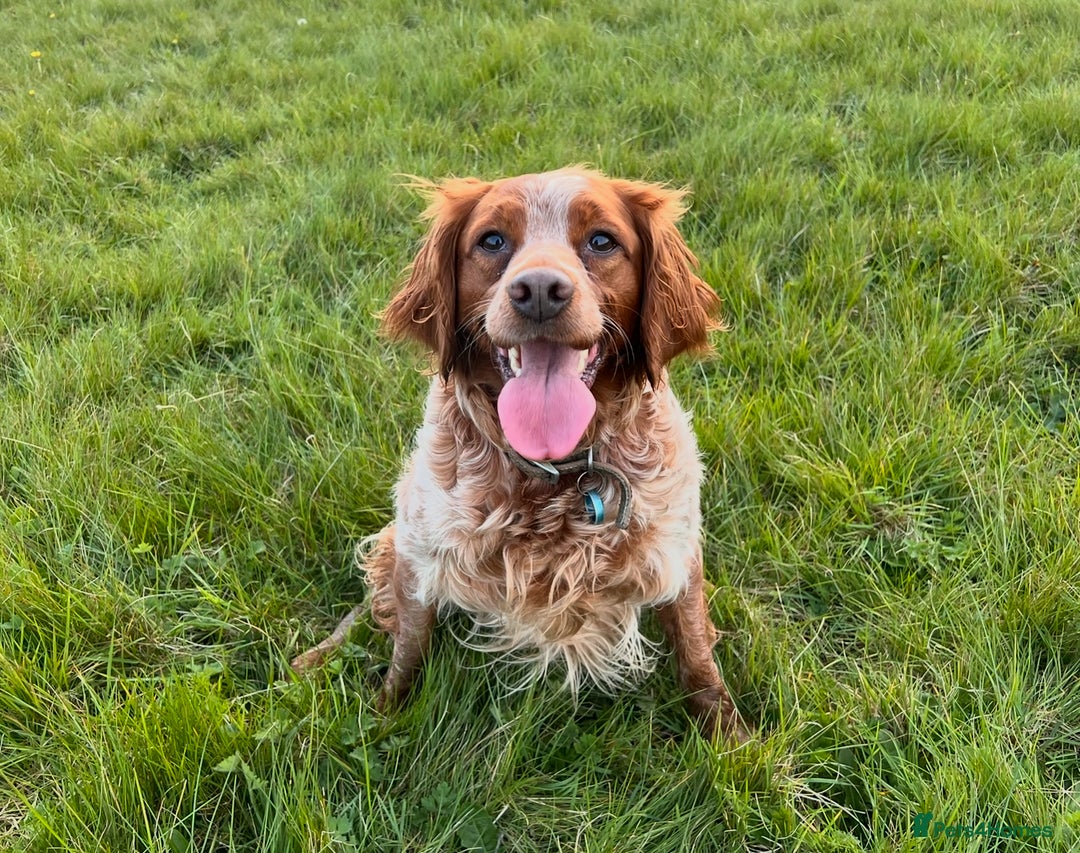 Brittany Spaniel dogs for sale: Brittany puppies for sale  - Image 23
