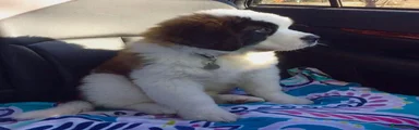 Saint Bernard 3