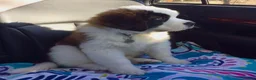Saint Bernard dogs for sale: Little Nap-Time Buddies with Big Hearts in Huddersfield - Advert 14