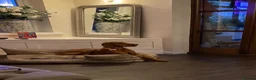 Hungarian Vizsla dogs for sale: Beautiful Hungarian Vizsla Puppies in Bewdley - Advert 8