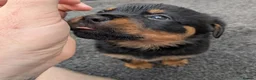 Rottweiler dogs for sale: Territory-Smart Tails & Watchful Souls-Rottweilers in Northampton - Advert 11