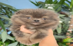 Pomeranian dogs for sale: True to type blue and chocolate boy - Image 1