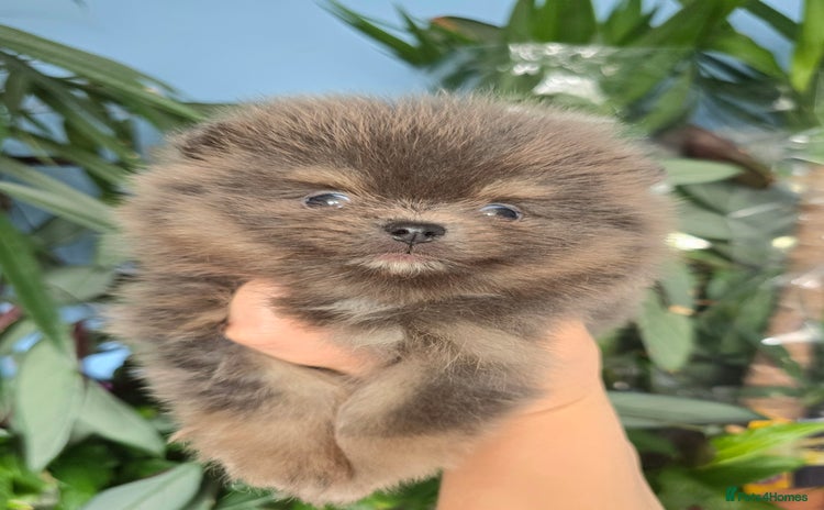 Pomeranian dogs - Advert 5
