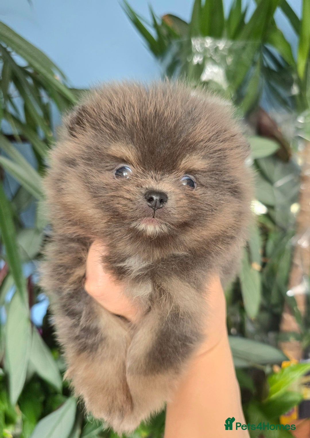 Pomeranian dogs for sale: True to type blue and chocolate boy - Image 1