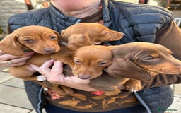Dachshund dogs for sale: Ready now KC reg RED Dachshund puppies - Image 6