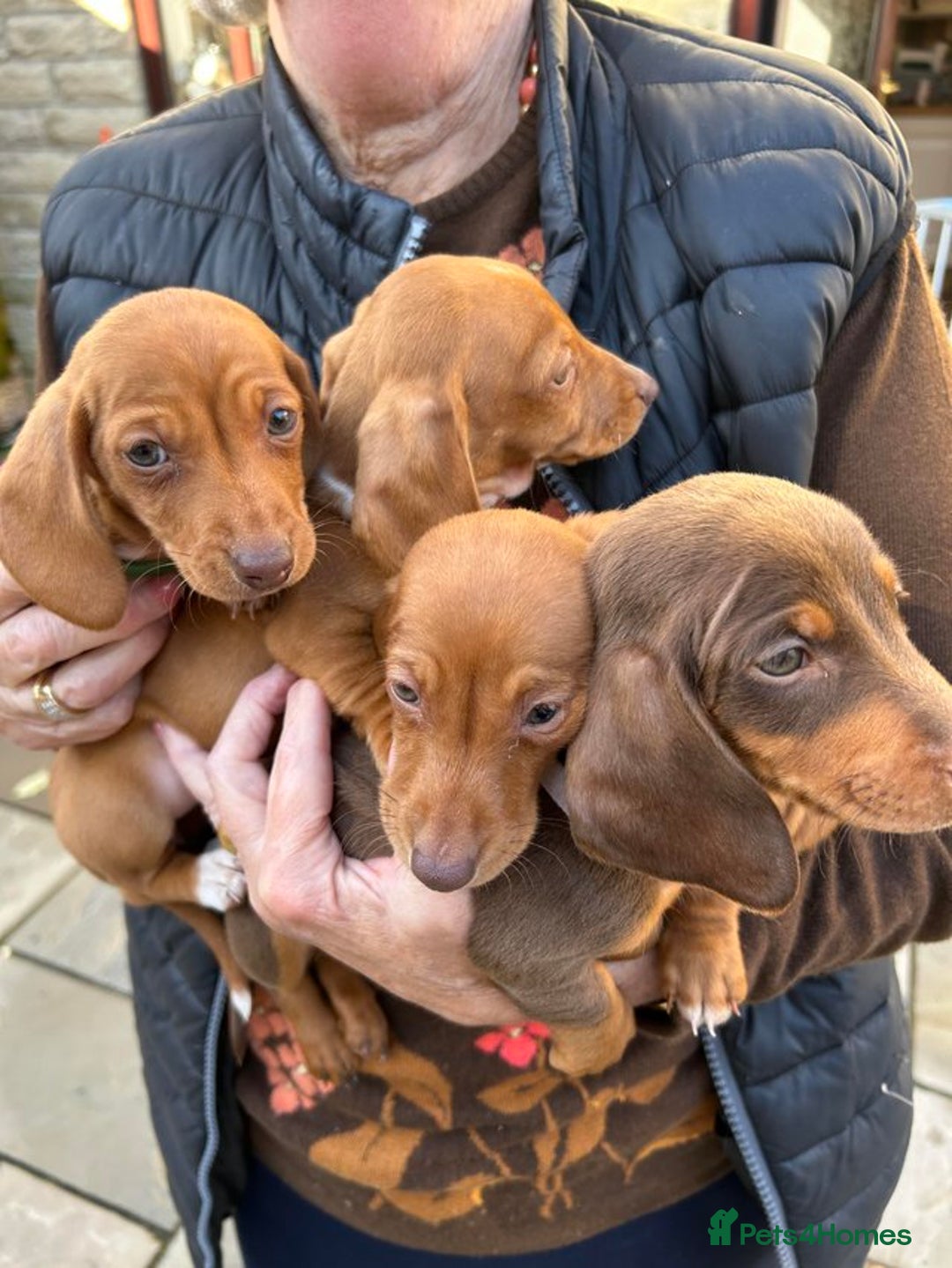Dachshund dogs for sale: Ready now KC reg RED Dachshund puppies - Image 6