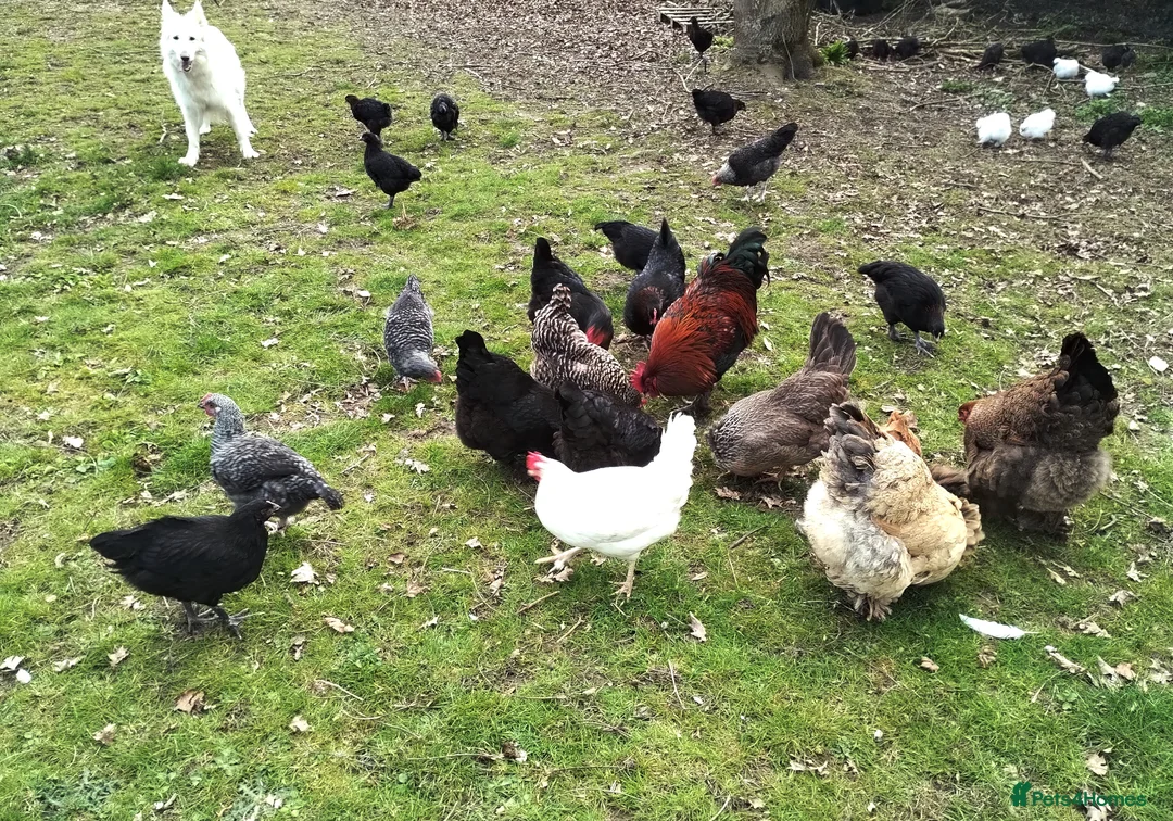 Chickens poultry for sale: Silkie and Black Copper Marans chicks and hens - Advert 13