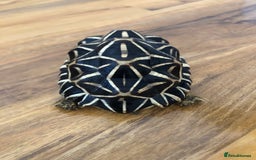 Tortoise reptiles for sale: Indian Star Tortoises - Image 7
