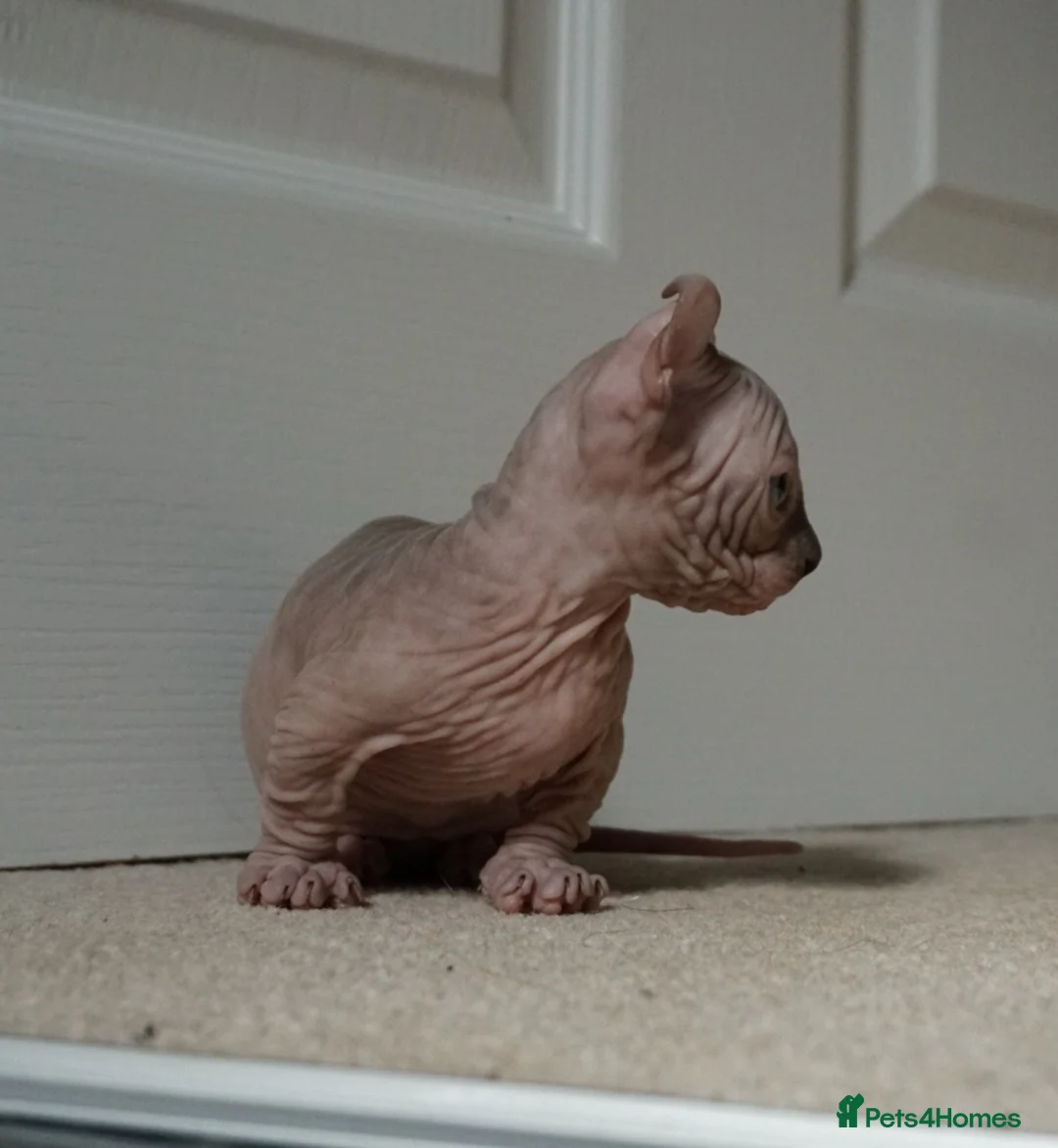 Sphynx cats for stud: Black tabby Sphynx Elf for STUD in Oldham - Advert 19