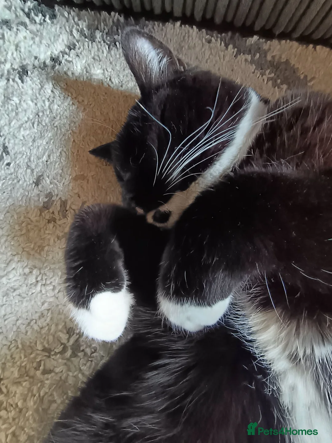 British Shorthair cats for sale: Timmy the Tuxedo tom  - Advert 2