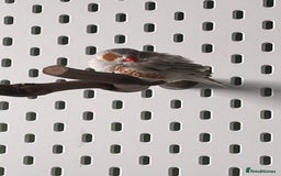 Finches birds for sale: Zebra Finches + Cage Setup - Image 2