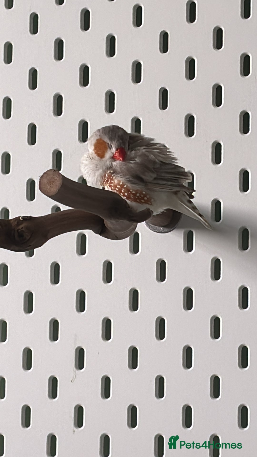 Finches birds for sale: Zebra Finches + Cage Setup - Image 2