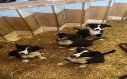 Border Collie dogs for sale: WORKING BORDER COLLIE PUPS - Image 1