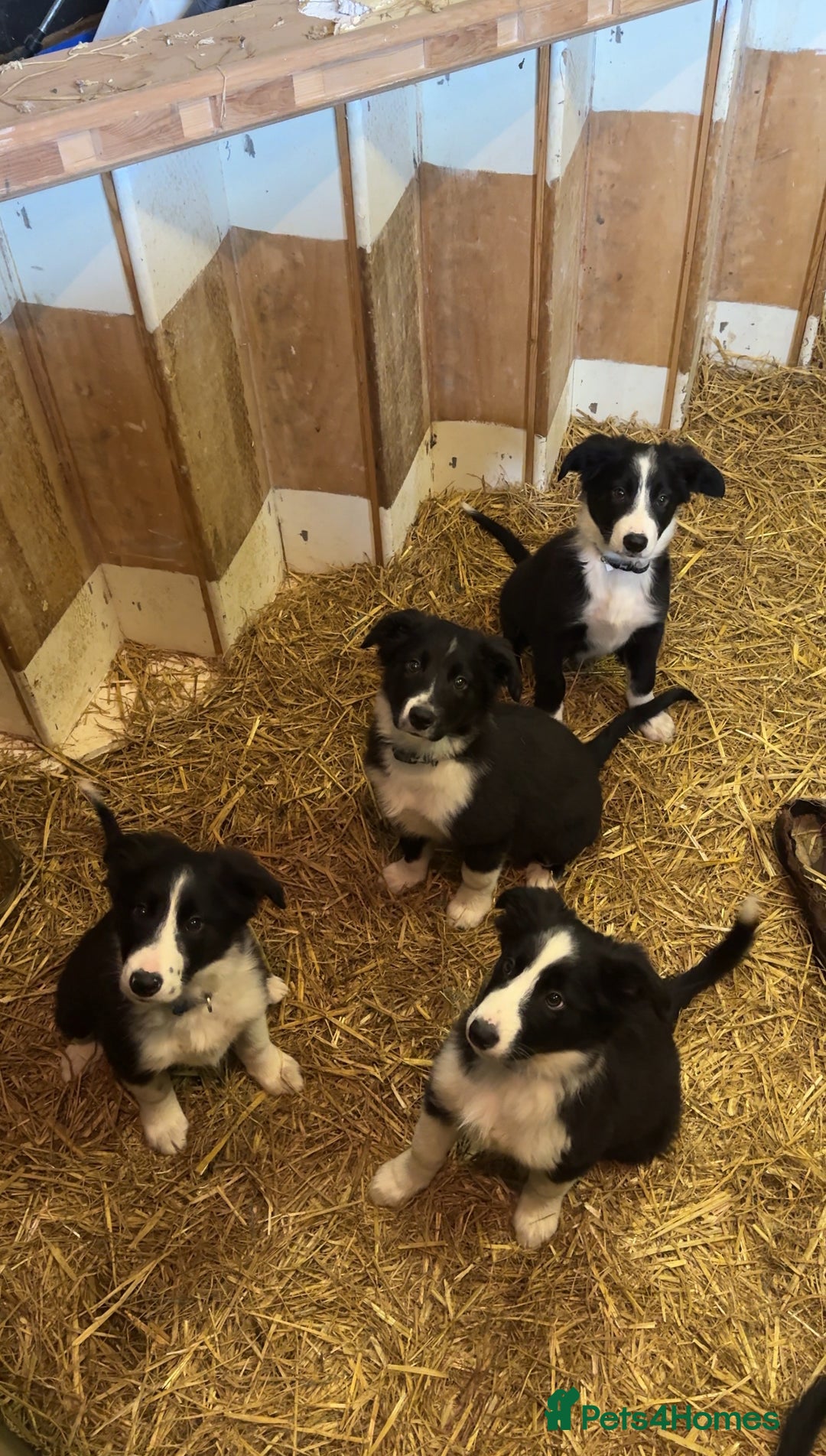 Border Collie dogs for sale: WORKING BORDER COLLIE PUPS - Image 1