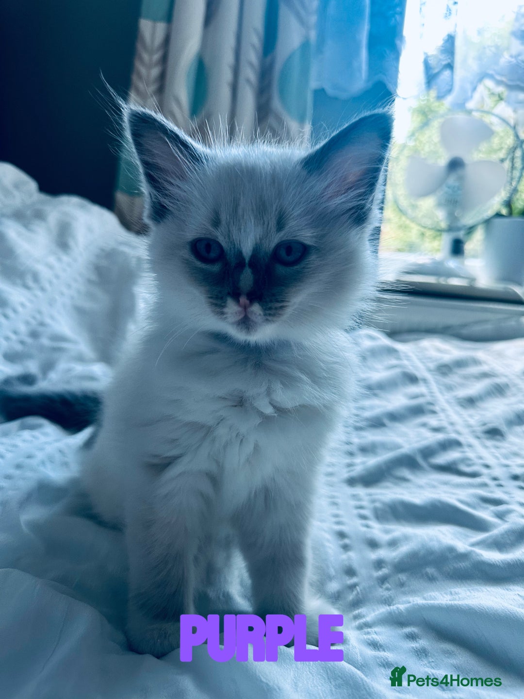 Ragdoll cats for sale: 4 Adorable kittens for sale 🩵🩵 - Image 3