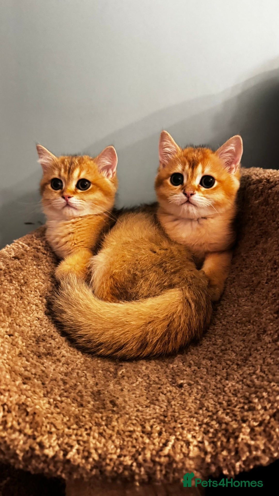 British Shorthair cats for sale: Ready pure AY12, NY12 Corin BSH  - Image 26