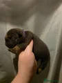 English Bulldog Puppy 6