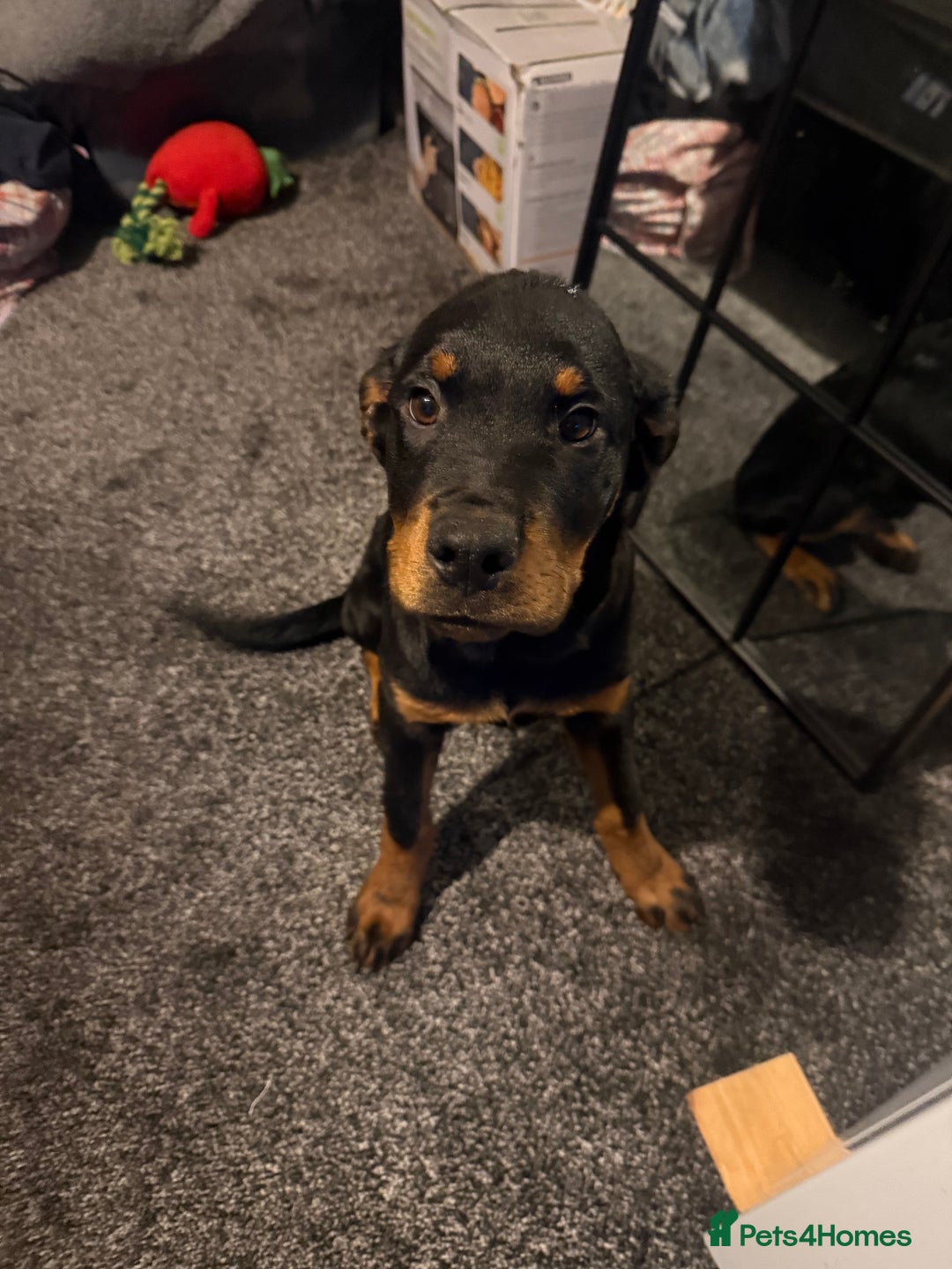 Rottweiler dogs for sale: Beautiful 3/4 Rottweiler 1/4 sharpei boy for sale  - Advert 1
