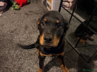 Rottweiler dogs Beautiful boy Rottweiler for sale - Advert 2
