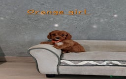 Cavapoo dogs for sale: Cavapoo F1 Puppies ❣️ - Image 5
