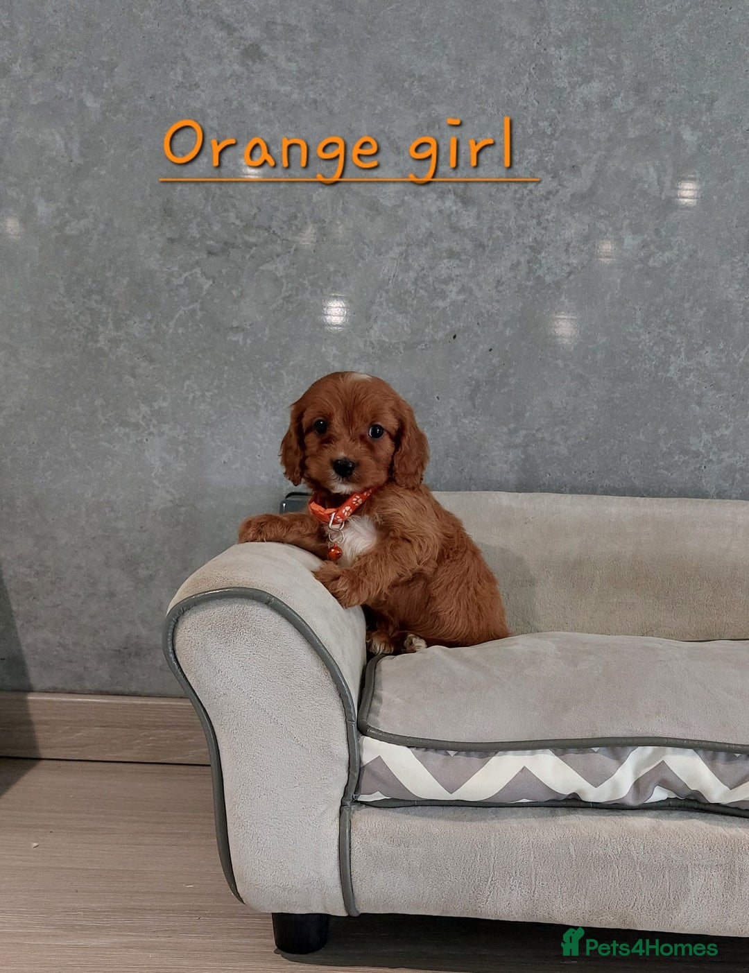Cavapoo dogs for sale: Cavapoo F1 Puppies ❣️ - Image 5