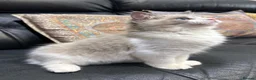 Ragdoll cats for sale:  Tica registered full pedigree ragdolls - Advert 17