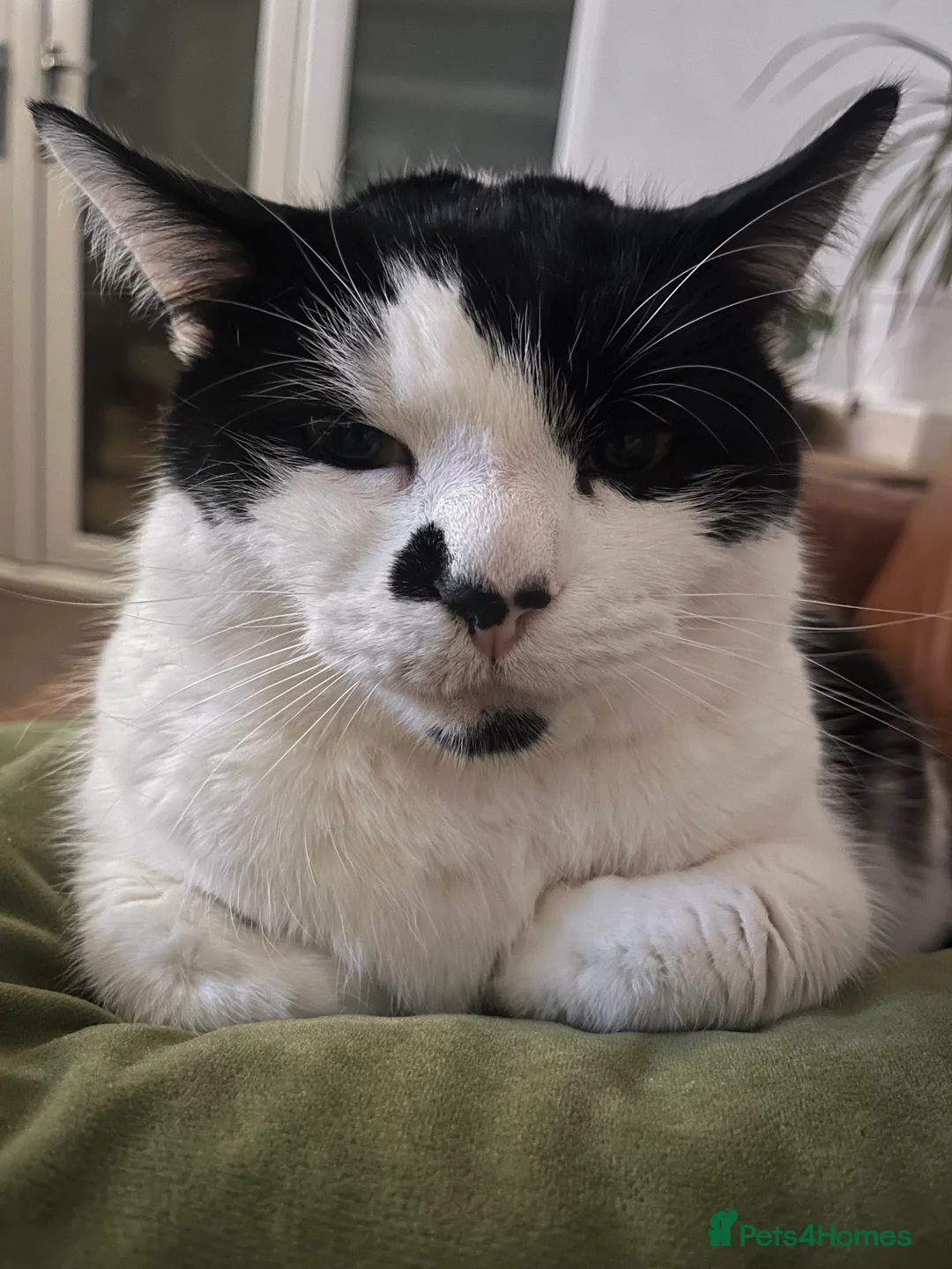 Mixed Breed cats for sale: Mixed breed 5yr male cat - Advert 4