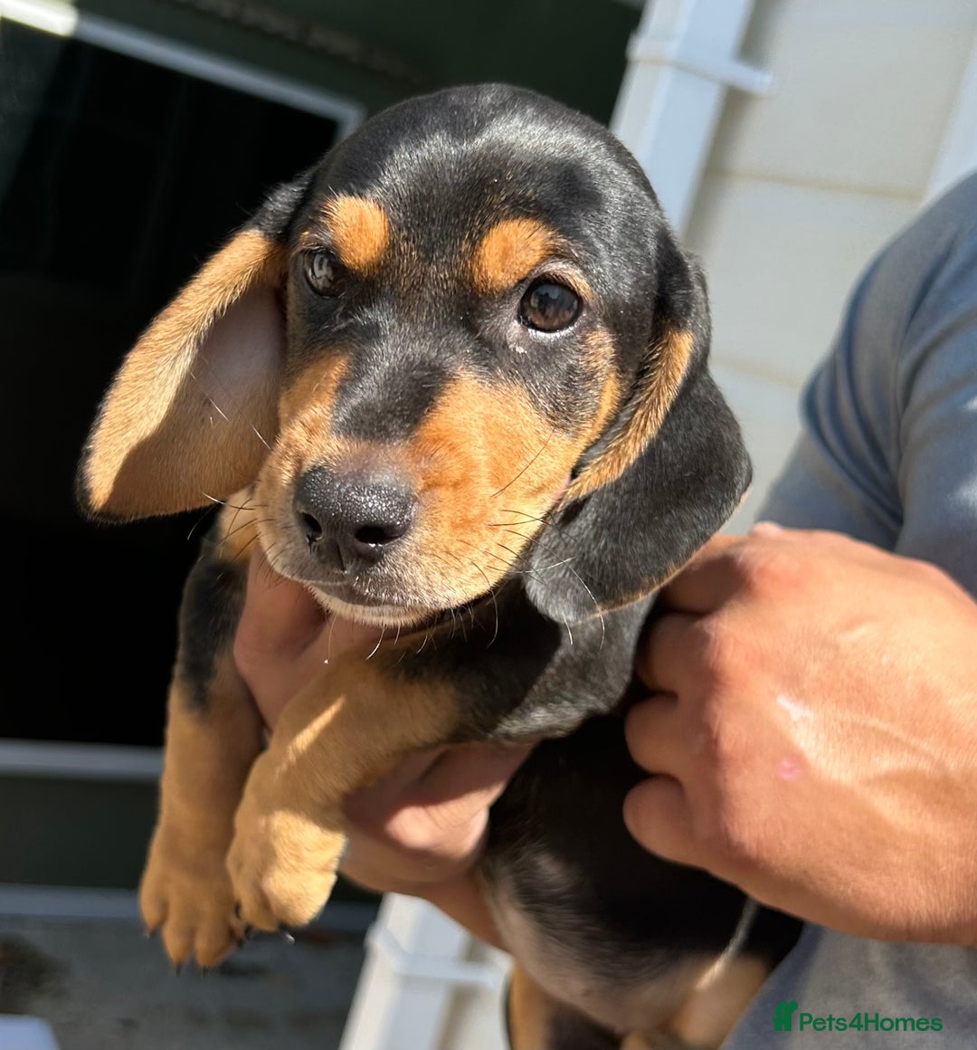 Mixed Breed dogs for sale: Dachunds cross jack Russell  - Image 1