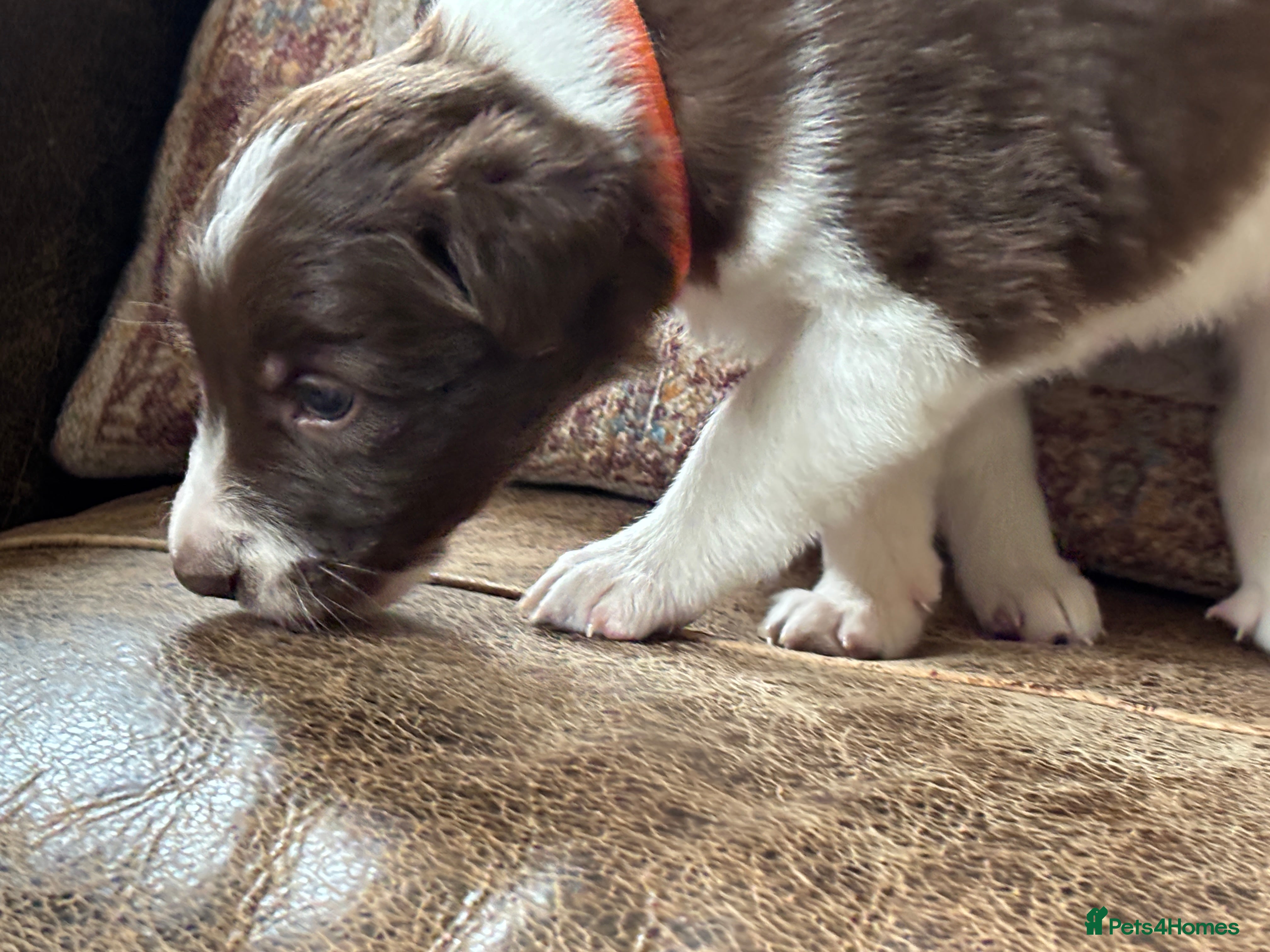 Border Collie dogs Exceptional Border collie pups  - Advert 3