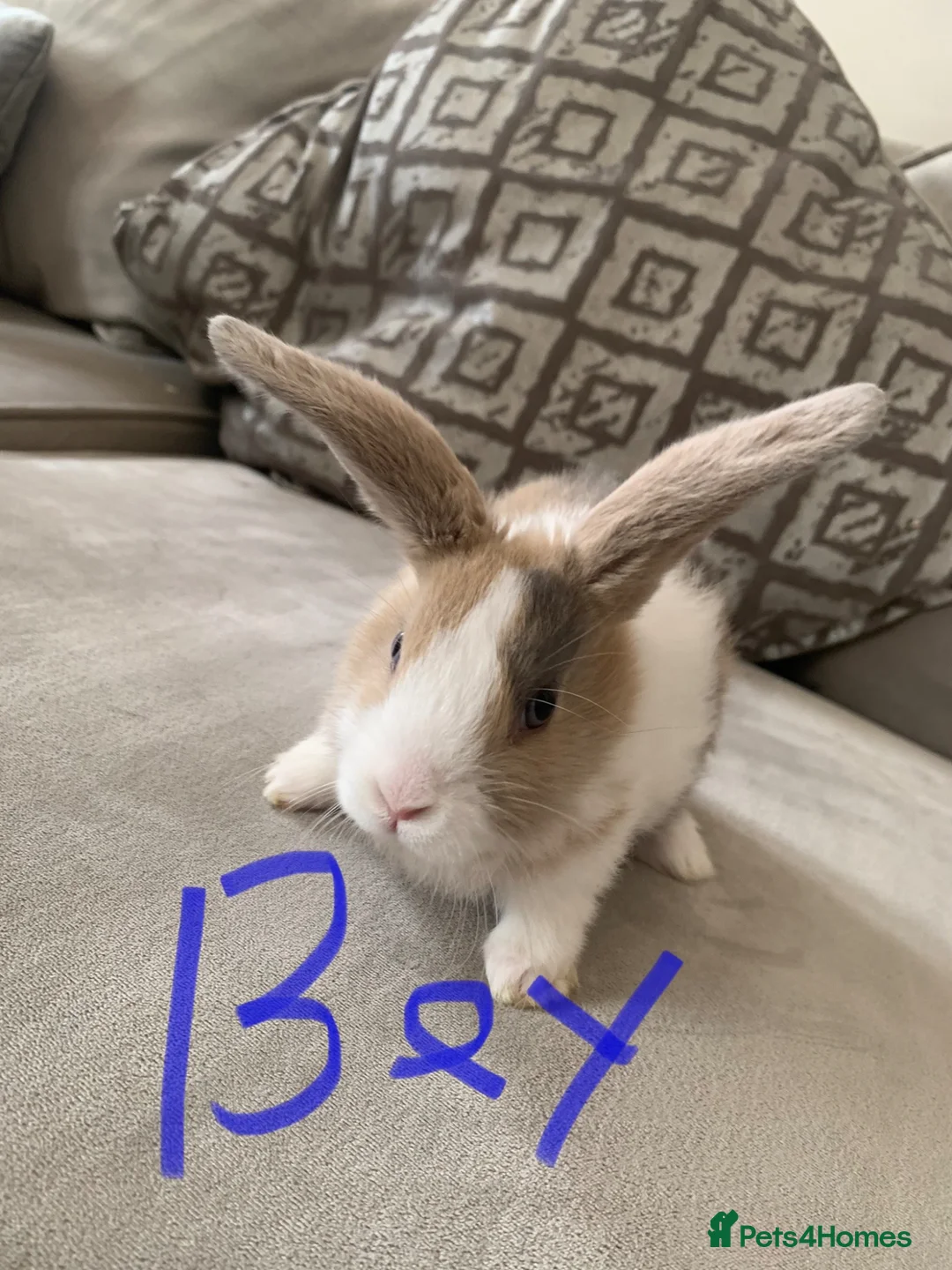 Mini Lop rabbits for sale: Gorgeous mini lops🐰🐰💖 - Advert 2