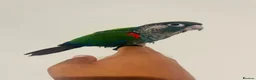 Conures birds for sale: Hand reared conures for sale  - Advert 9